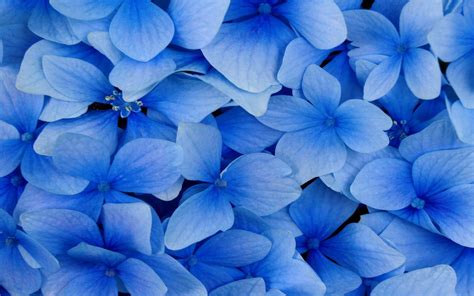 Blue Flower Background Images .
